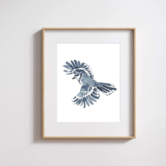 watercolour sketch of a blue jay mid flight on white background, painted by artist, Bevin Marie